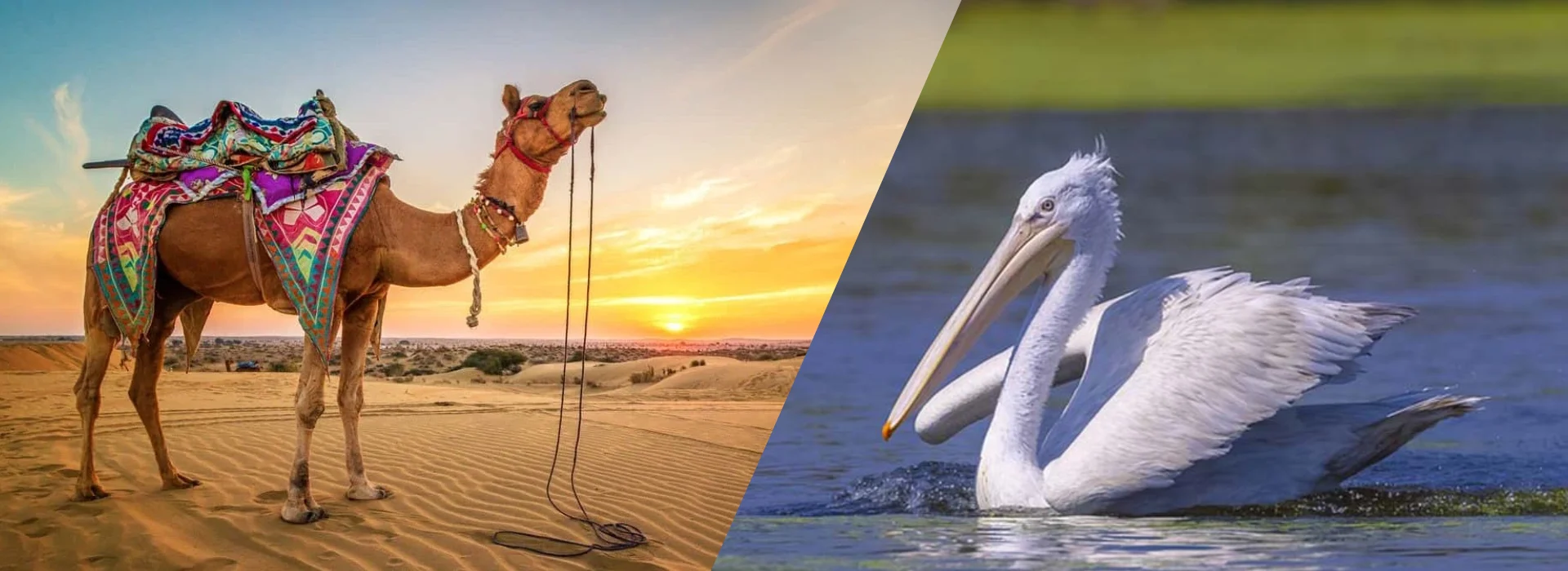 desert with wildlife tour