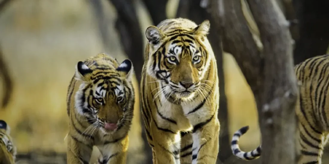 ranthambore (1)