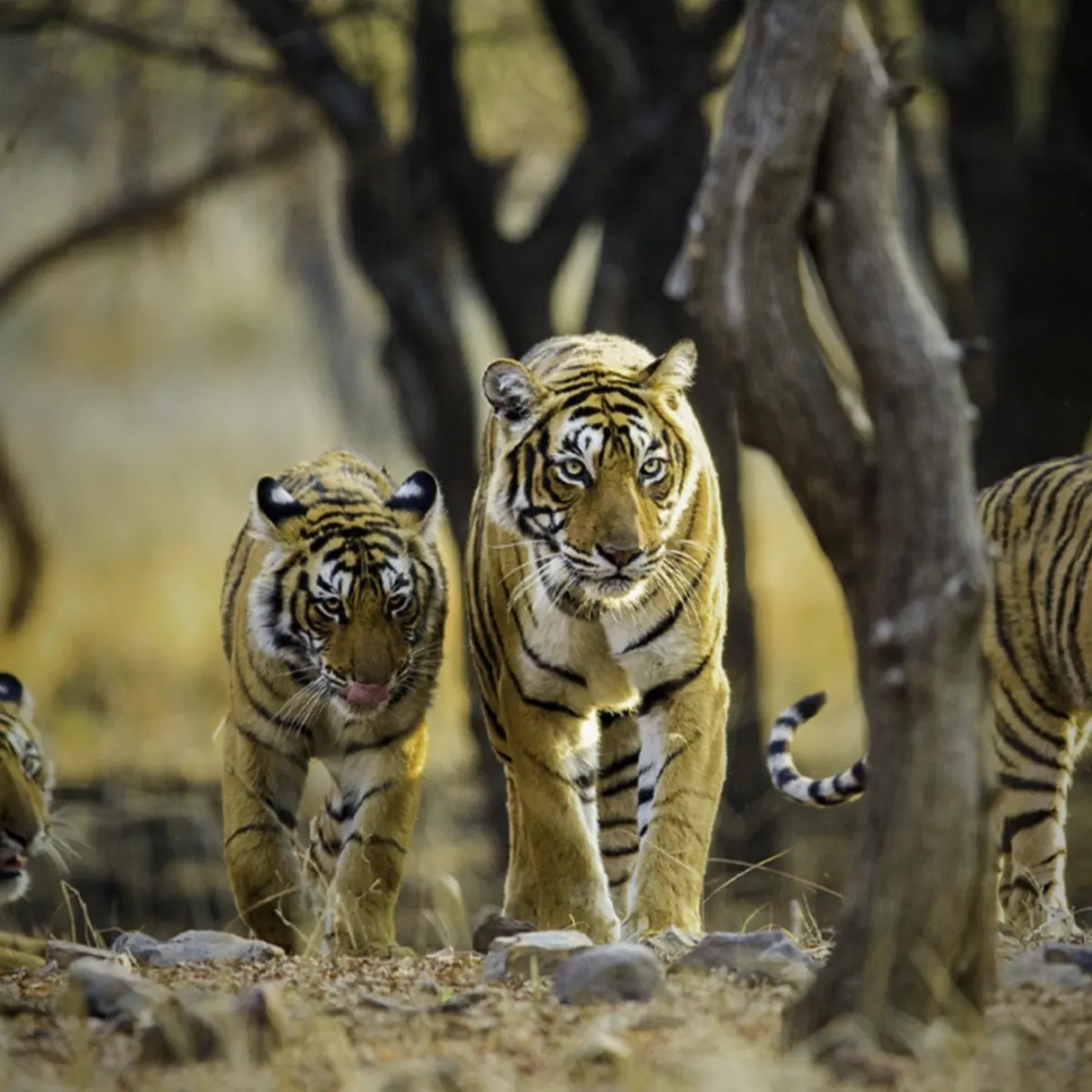 ranthambore (1)